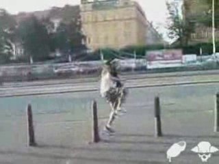 MARCHER SUR LES POTEAUX