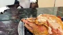 Always hungry dogs grabbing food 🔥🔥