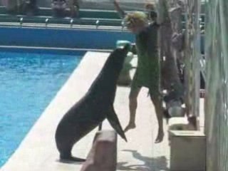 Danse de l'otarie marineland