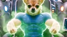 Orange Cat Launches a Chihuahua Into Space He Returns Muscular for Revenge! 😹🚀🐶