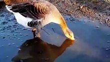 a day on our chickens, ducks, turkeys and geese lifes 👄