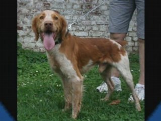 les chiens de la spa de Douai