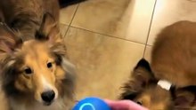 Interactive Dog Ball Self-Moving, Bite-Resistant & USB Rechargeable