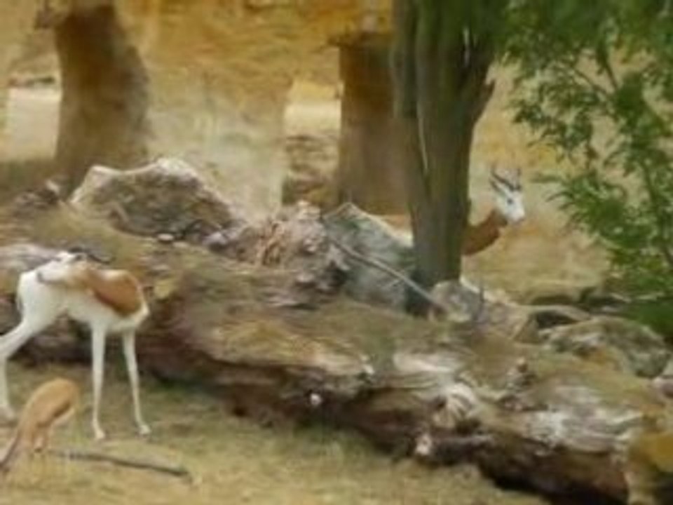 zoo doué vid37
