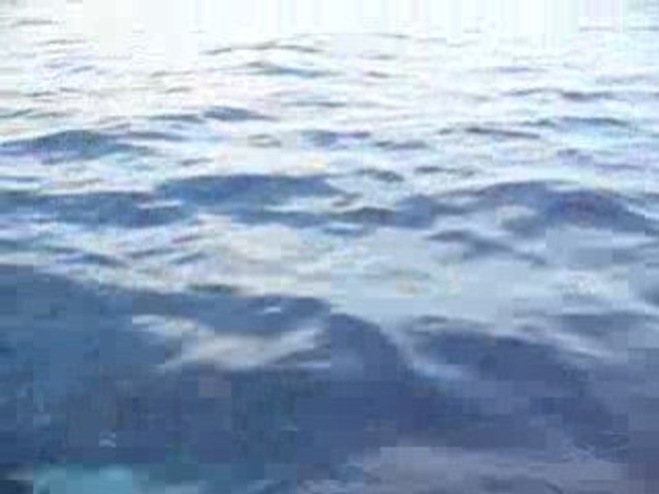 Dauphins bandol