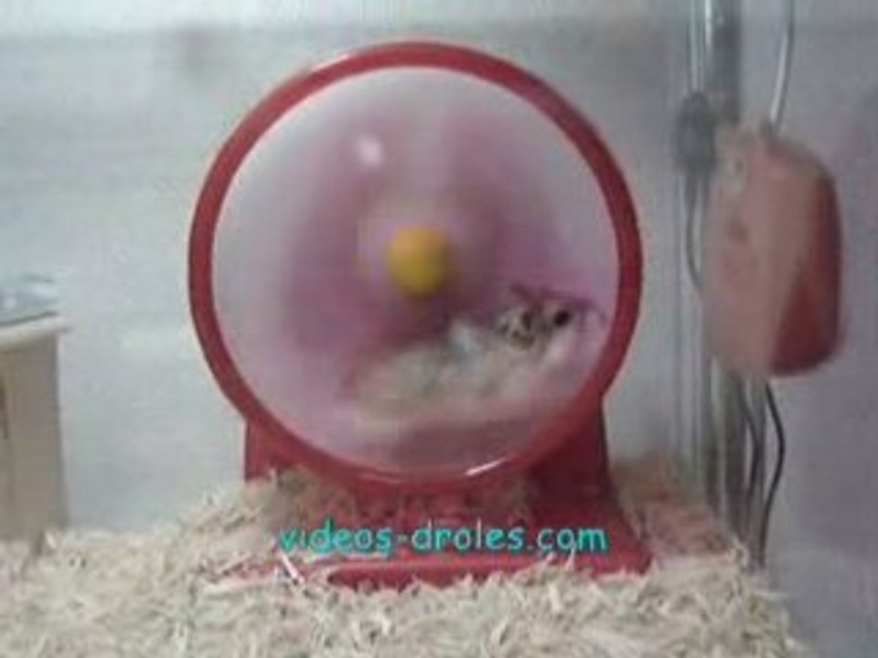 Hamster-roue-rapide mdr ^^