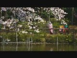 Cherry blossoms un reve japonais