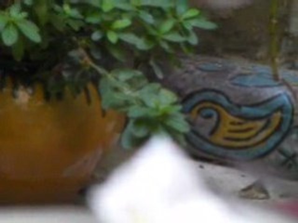 oiseau bleu