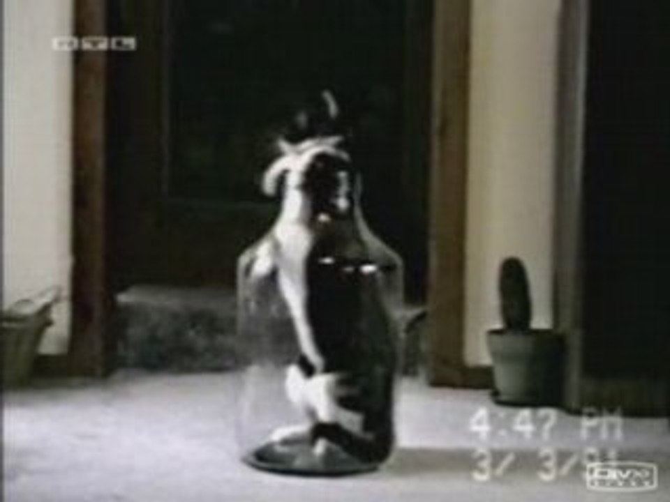 Cat in a jar