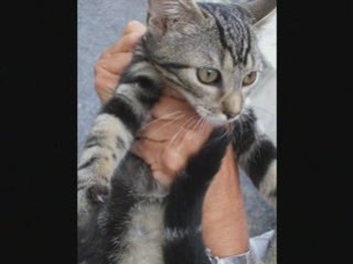 Vidéo chats spa Douai