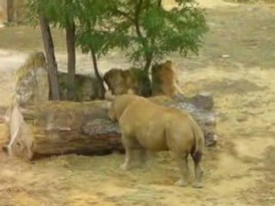 zoo doué vid33