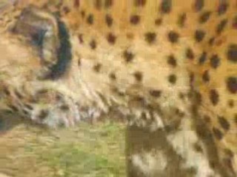 zoo doué vid30