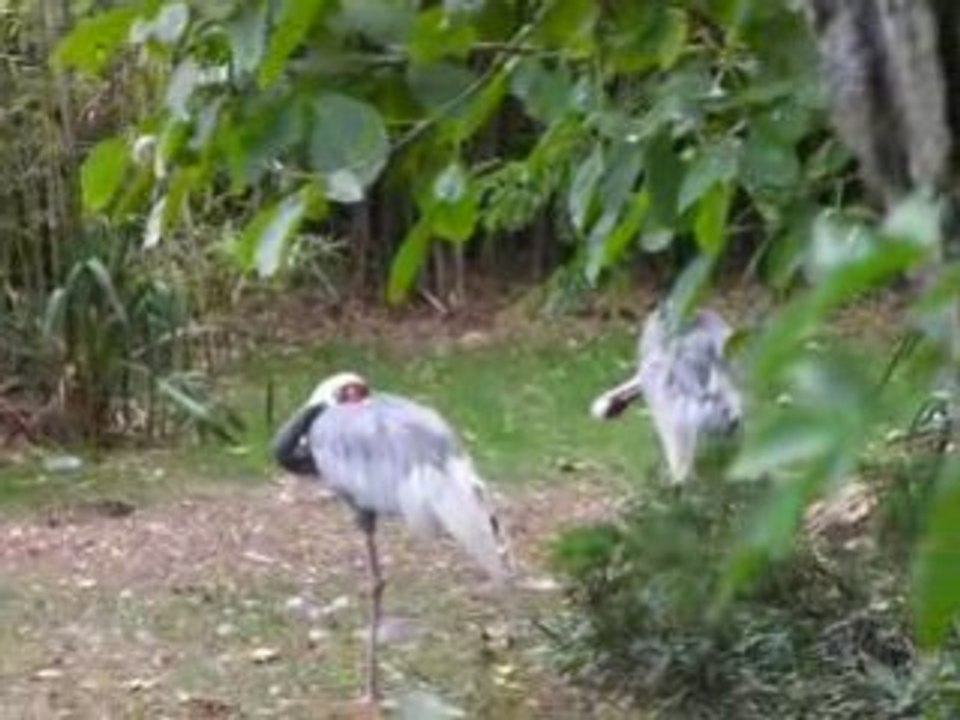 zoo doué vid24
