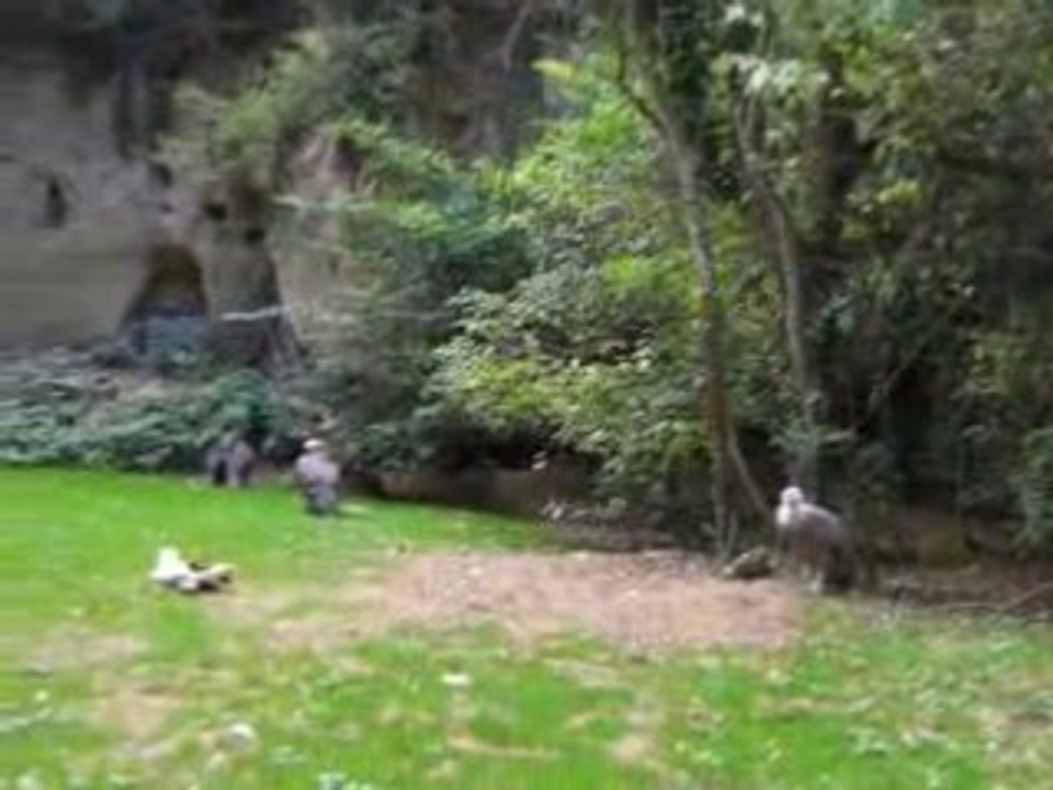 zoo doué vid23