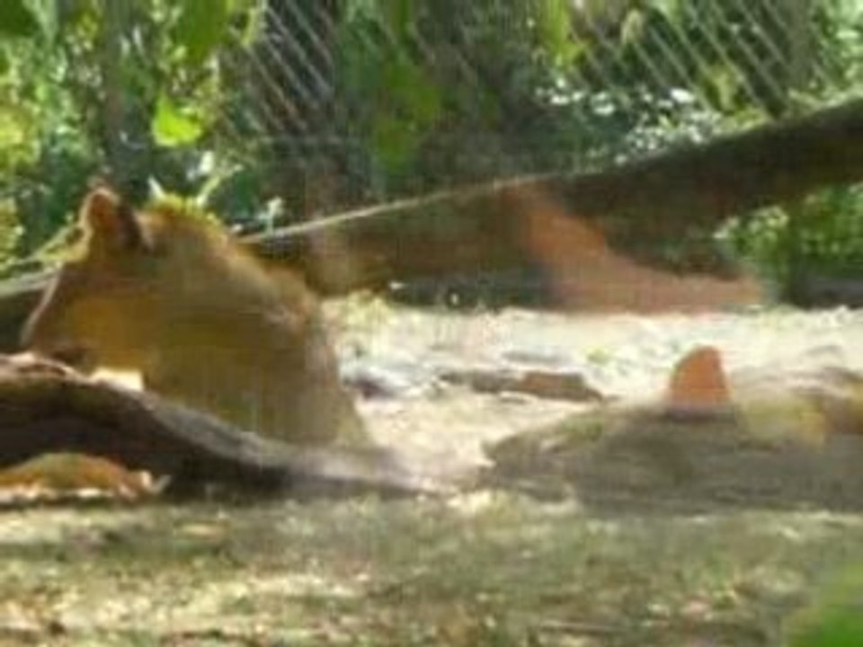 zoo doué vid21