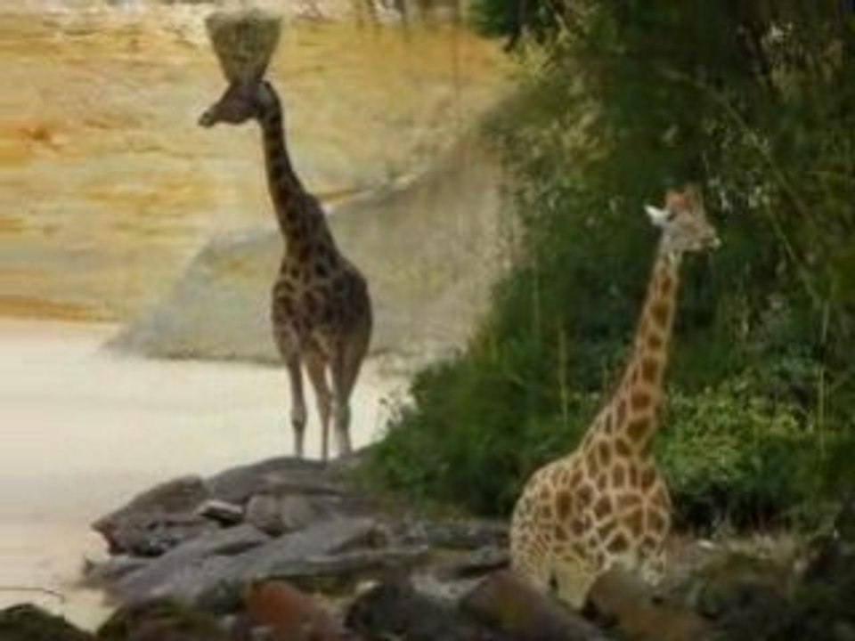 zoo doué vid18