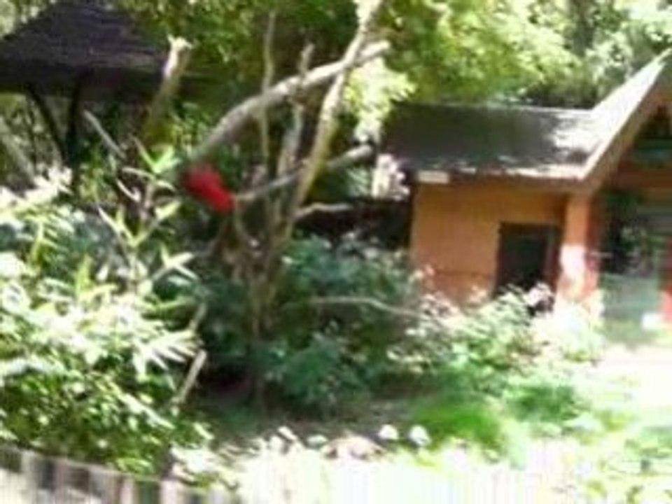 zoo doué vid11