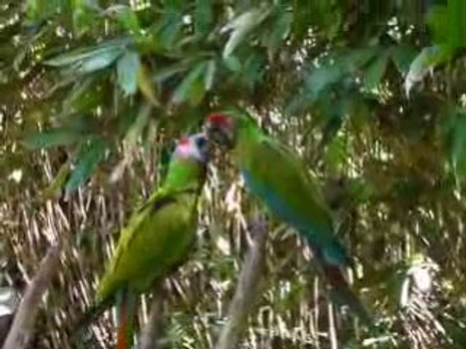 zoo doué vid07