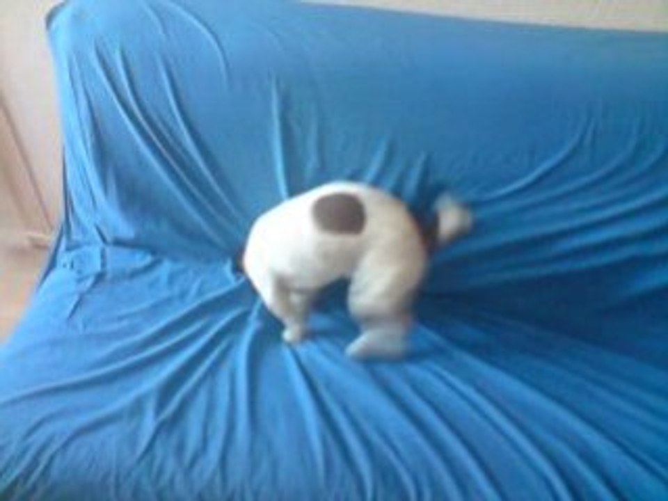 filou en pleine crise