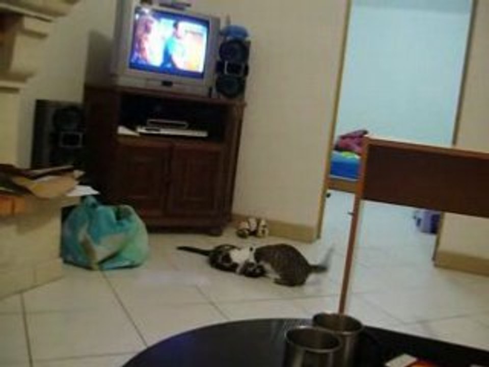 025les chatons