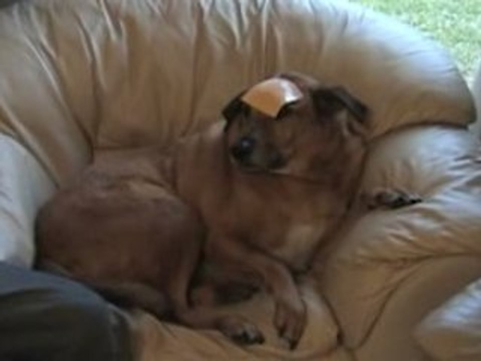 Cheese Slapping the Dog
