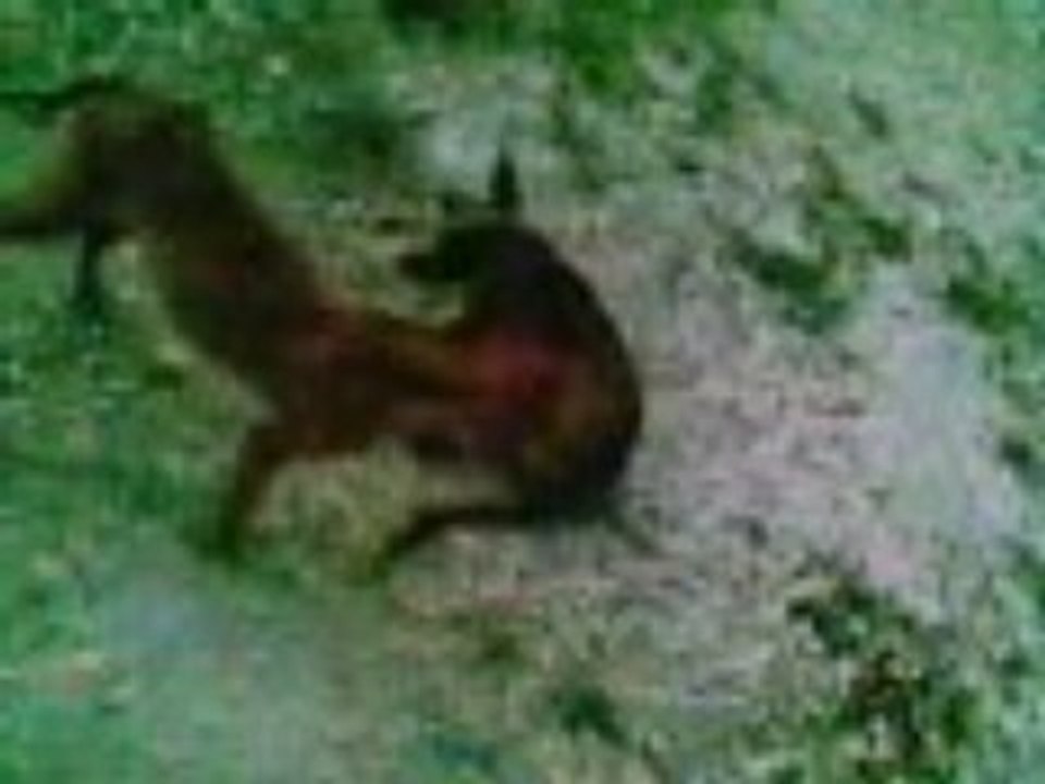 Les Chiens d'Haiti partie 2