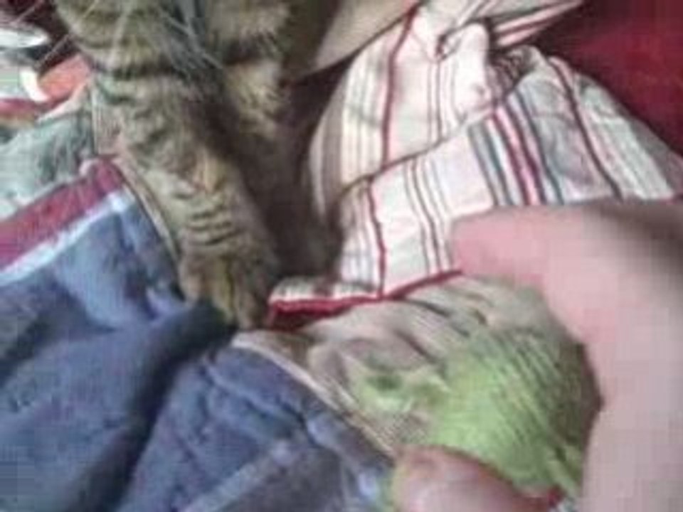 Cat Plays Fetch Like Dog - Watch Rikki The Cat