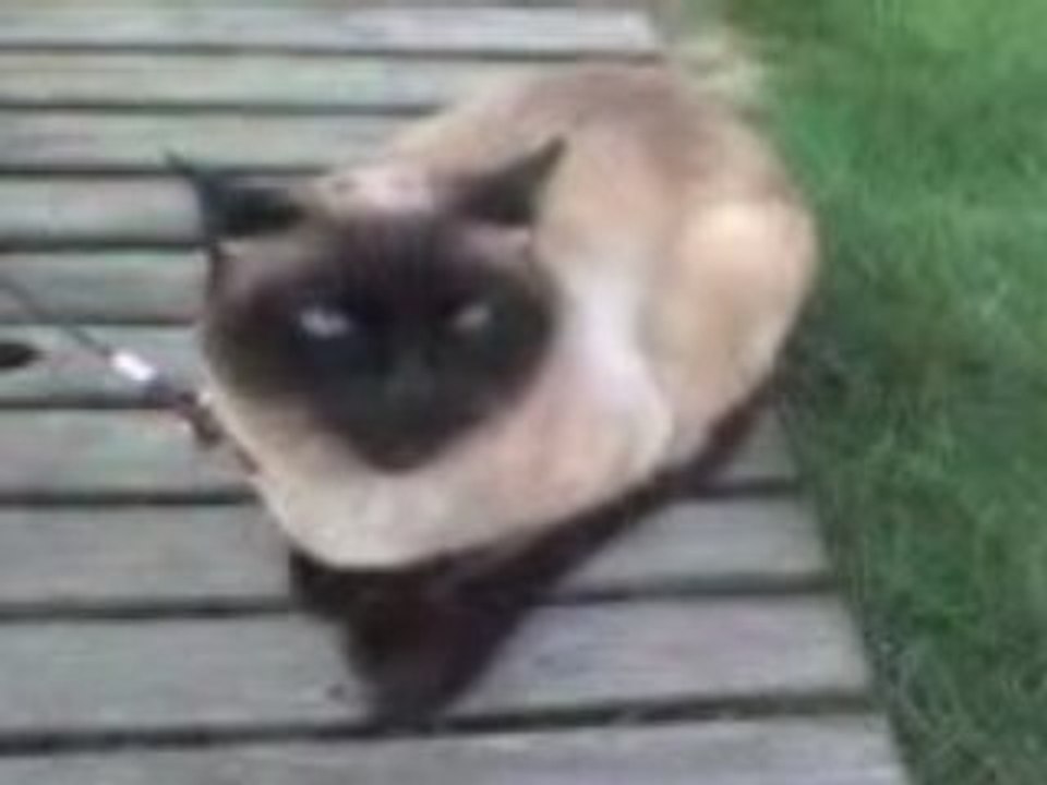 MOV00069           le chat
