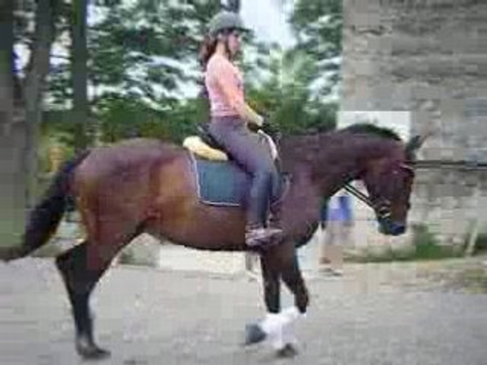 QUERELLEtrot