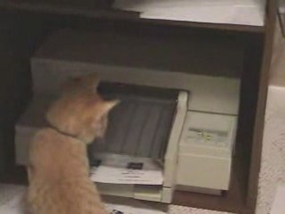 Kitten curious about printer