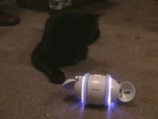 Madagaskar  playes with  Sony Rolly