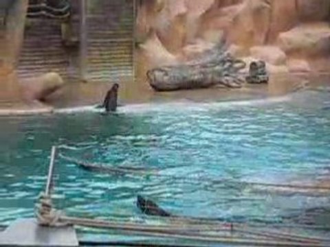 Zoo d'Amnéville Loups de mer 1