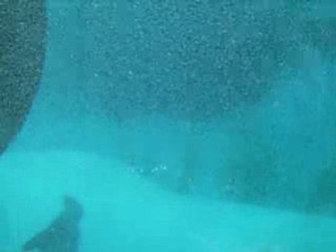 Zoo d'Amnéville Loups de mer 2