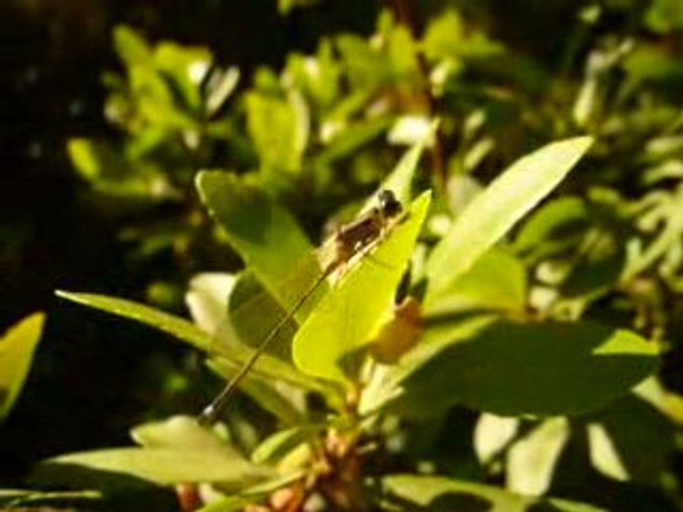 Macro libellule