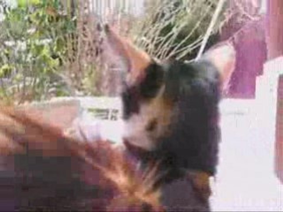 Caline et le charriot