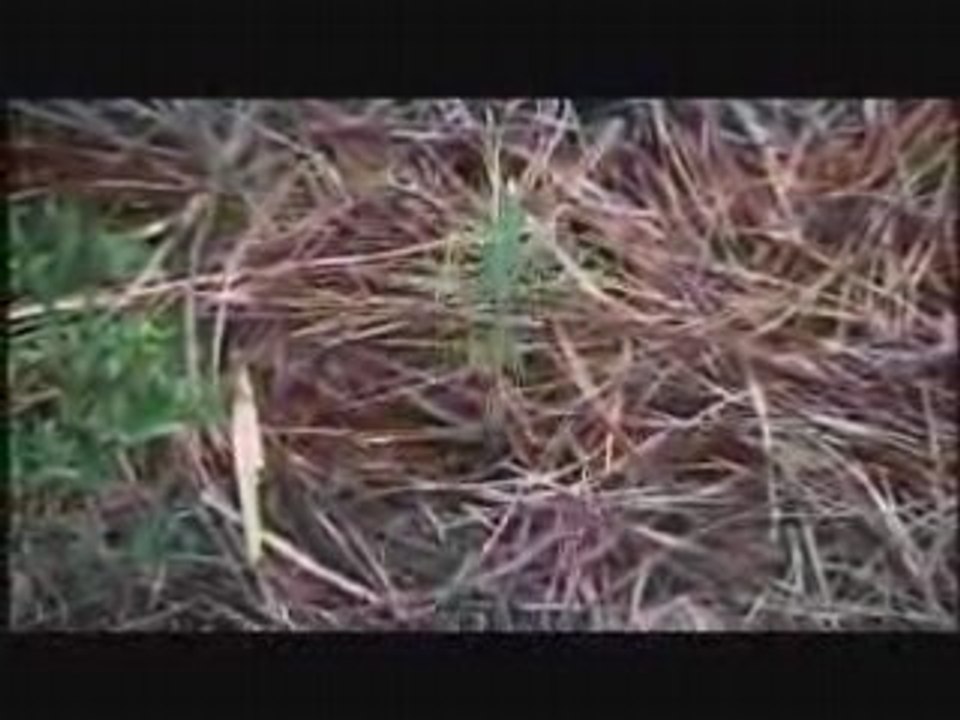 Mulch Matters
