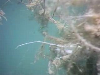 (peche) le dtf sorre les triples