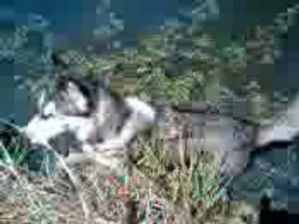 Video034 pt.5after the frogs Nefertari!