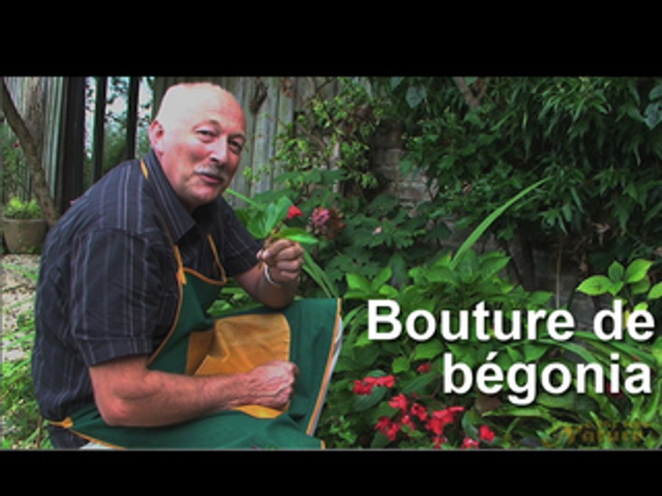 Bouture de begonia