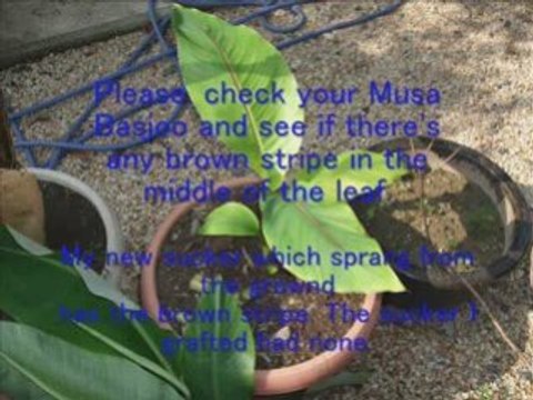 Banana Grafting Stage 2_0001