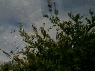 Road Training the Racing Pigeons