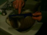 Wiwi se fait coiffer dans le lavabo