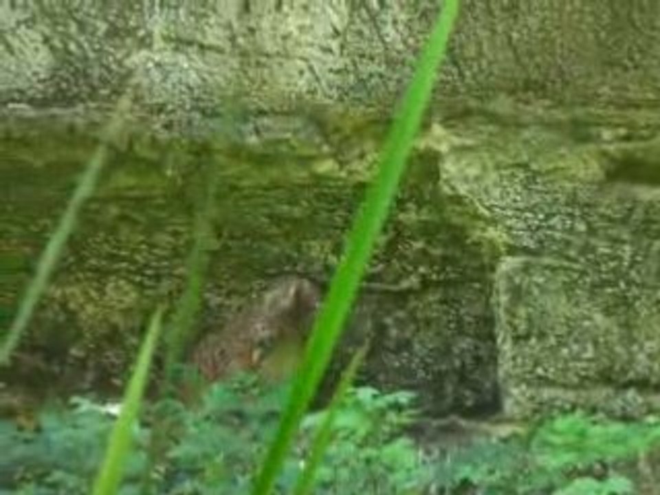 zoo doué vid04