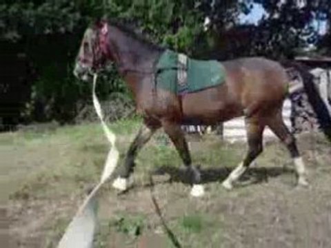 séance de longe avec Calix