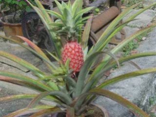 Album photos de chine