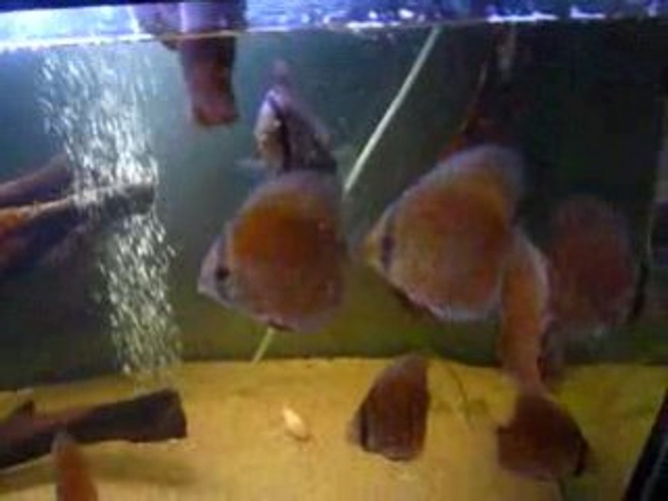 Nourriture discus
