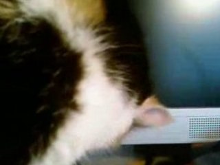 Coup de boule du chat