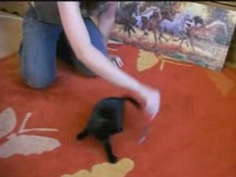 Concours de dressage version chatons