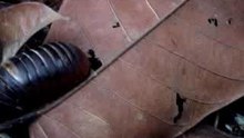 'balled' bug