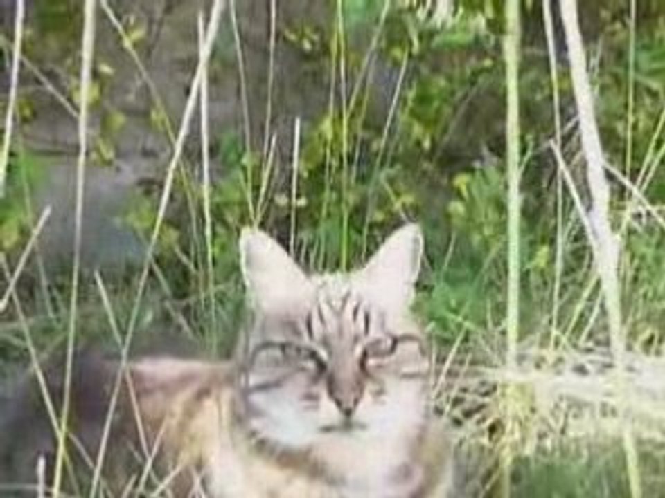 Disturb The Cat